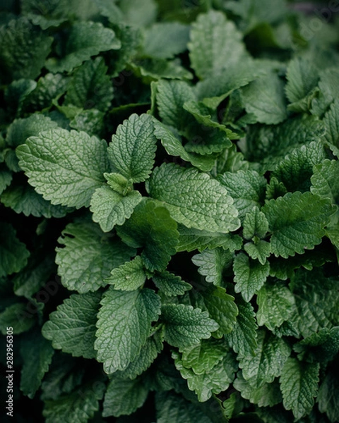 Obraz fresh mint leaves