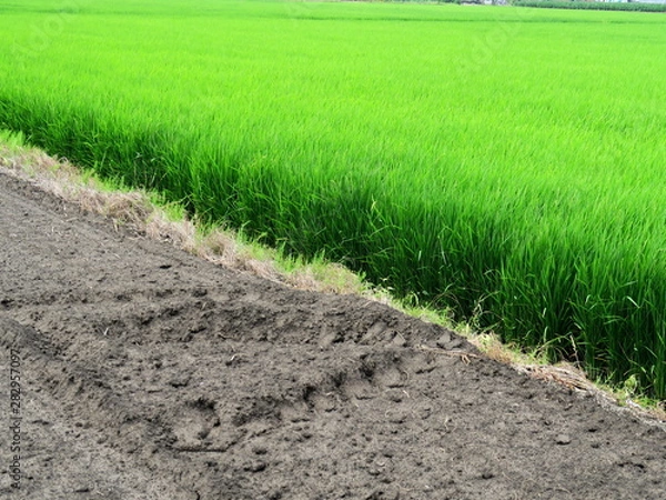 Obraz 畑と畦と青田風景