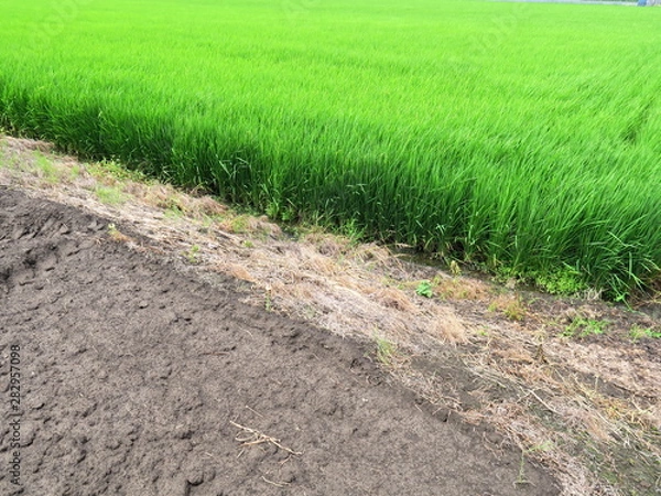 Obraz 畑と畦と青田風景