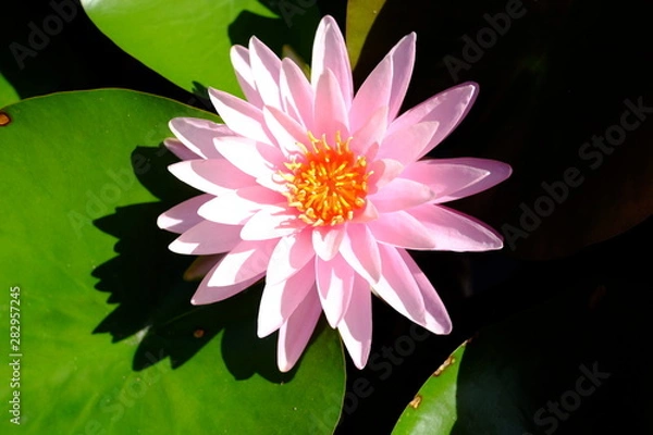 Fototapeta beautiful lotus flower or water lily in pond