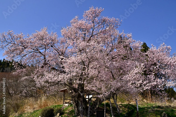 Fototapeta 満開の巡礼桜（塩生のエドヒガン）