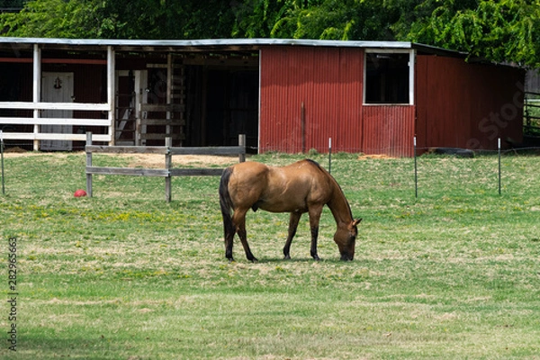 Fototapeta Light brown stallion grazing with red barn in background