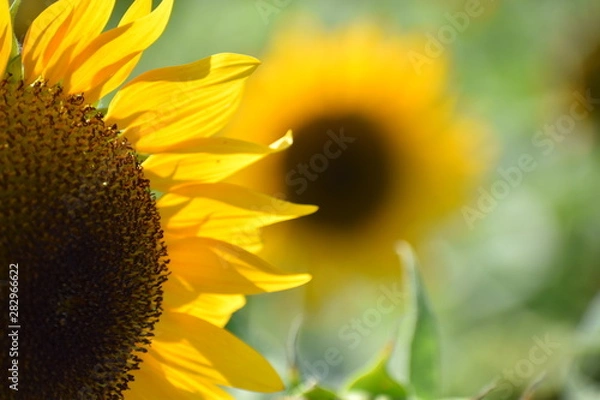 Obraz Two Sunflowers