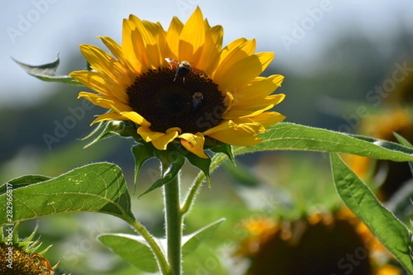 Fototapeta Single Sunflower