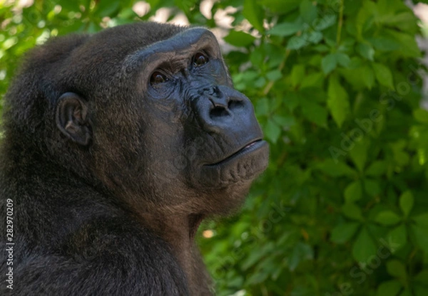 Obraz Female mountain gorilla watching out for trouble 