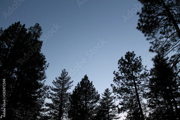 Fototapeta forest silhouette