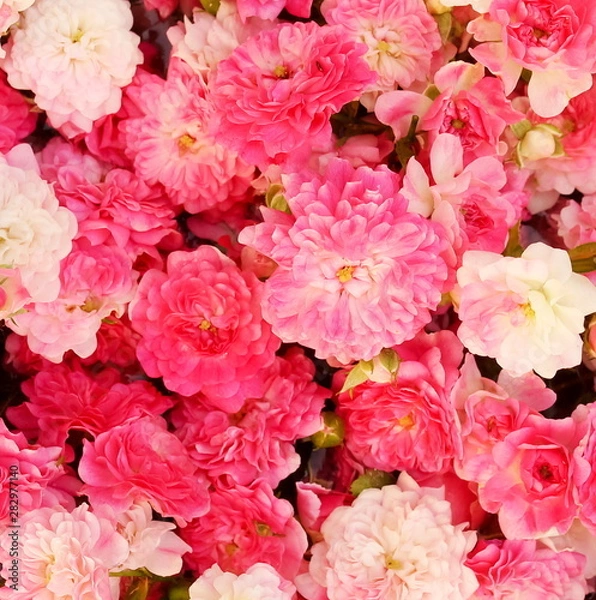 Fototapeta beautiful pink roses background full frame close up.Top view.