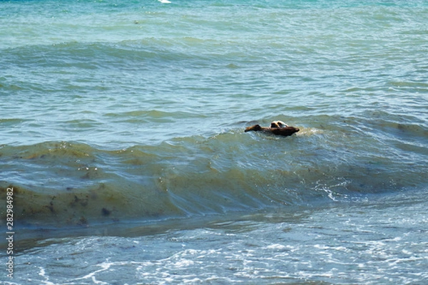 Fototapeta Dog playing with a stick by the sea. A dog brings a stick thrown into the sea.