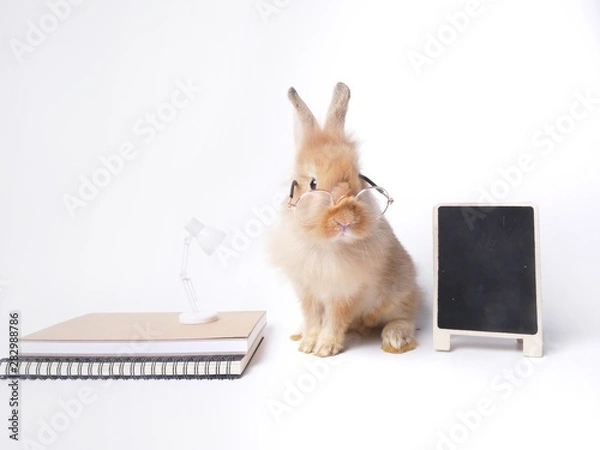 Obraz rabbit or bunny in education concept.