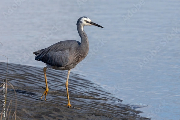 Fototapeta White faced heron in Australasia
