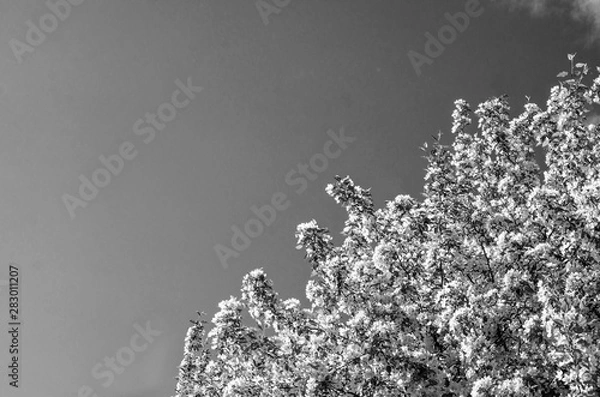 Fototapeta Apple trees bloom luxuriously in spring, many white flowers abundantly cover the crown of the trees, black and white image, close up.