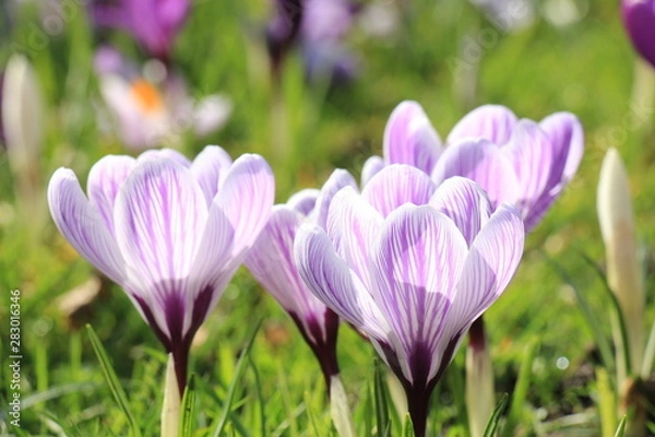 Fototapeta Crocuses on a field