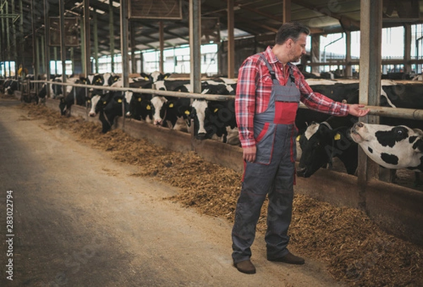 Fototapeta Farmer in a cowshed on a dairy farm.