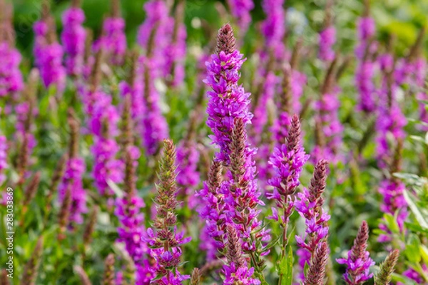 Fototapeta Purple flowers of Lythrum salicaria on a natural background.