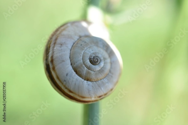 Fototapeta Snail