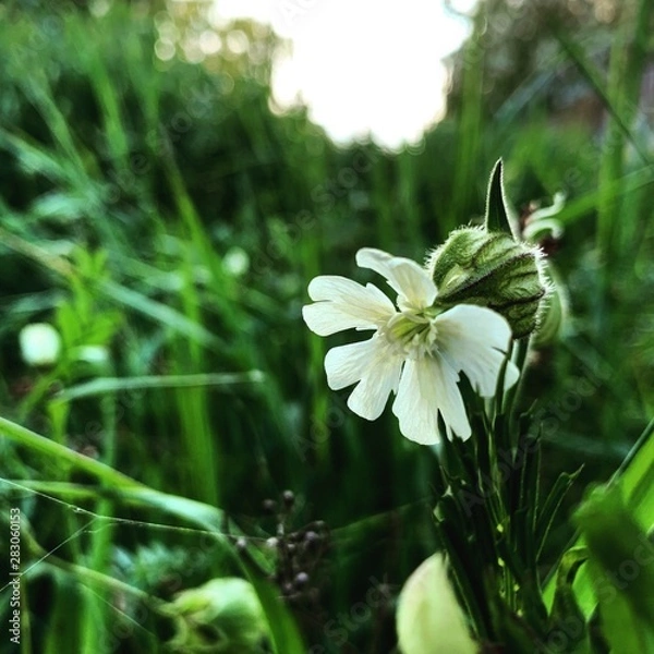 Obraz цветок,трава