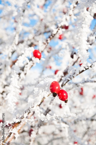 Obraz Bright Red Frosted Berries