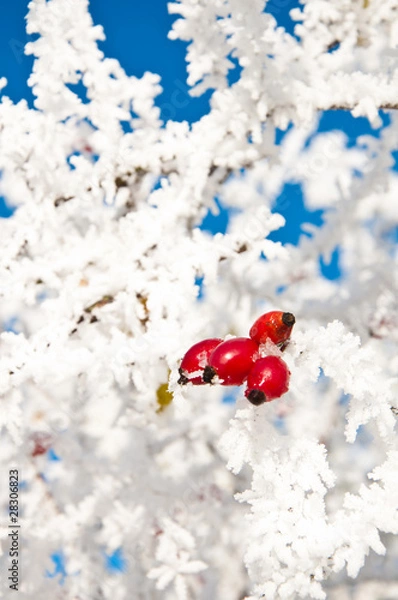 Obraz Bright Red Frosted Berries
