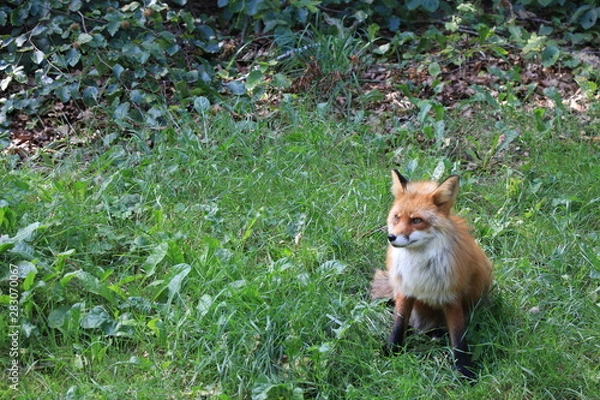 Fototapeta red fox is sitting and resting in the grass