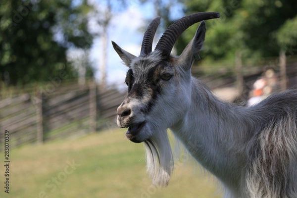 Fototapeta close-up of a goat that opens its mouth and bleats.