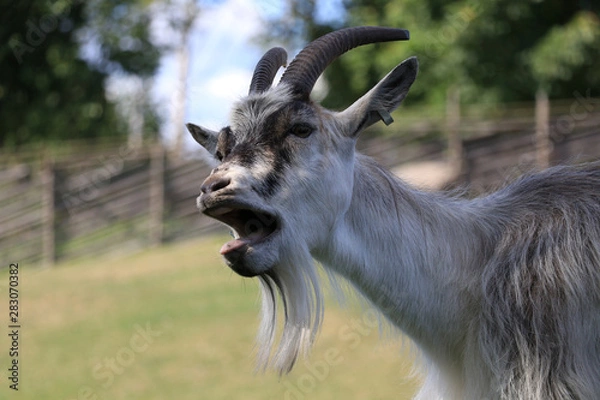 Fototapeta close-up of a goat that opens its mouth and bleats.