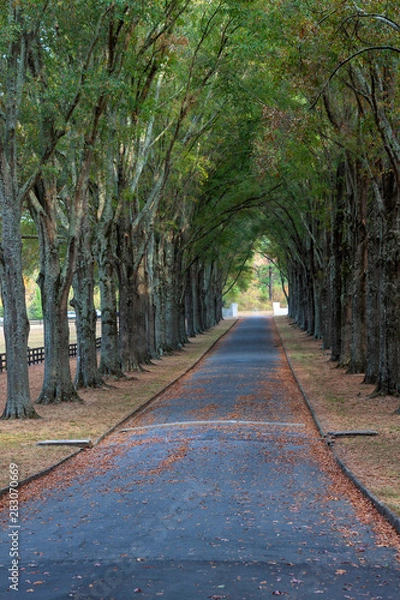 Obraz Tree canopied path in the forest