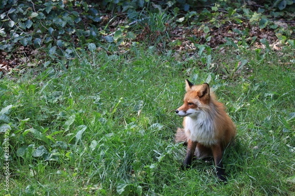 Fototapeta red fox is sitting and resting in the grass