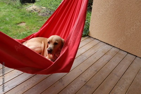 Obraz yellow labrador retriever resting in a hammock