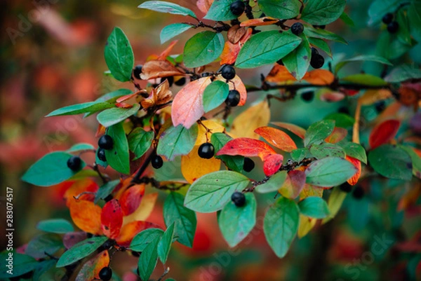 Fototapeta Berry on cotoneaster branch on fall bokeh background. Bearberry shrub with autumn leaves close-up. Fall multicolor leaves of green red yellow orange colors. Autumn backdrop with colorful rich flora.