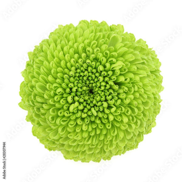 Obraz Chrysanthemum