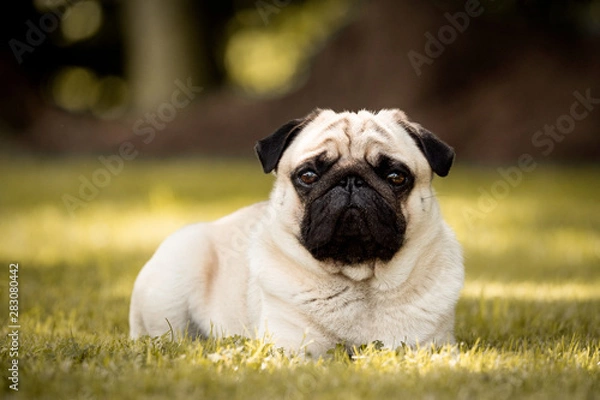 Obraz pug on grass