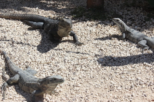 Obraz Leguane in Mexiko