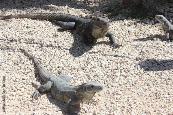 Obraz Leguane in Mexiko