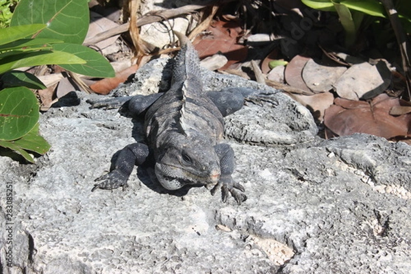 Obraz Leguane in Mexiko