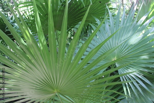 Obraz Palmenblatt