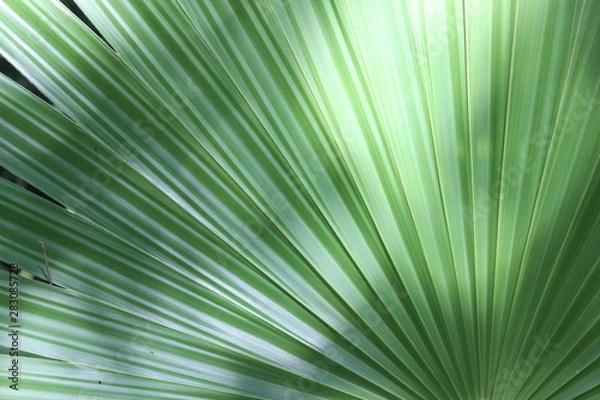 Obraz Palmenblatt