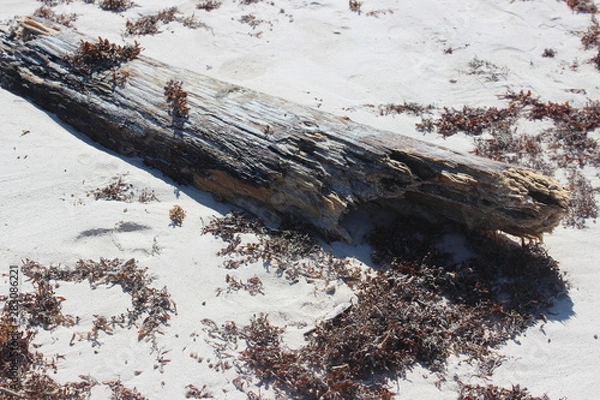 Obraz Treibholz am Strand