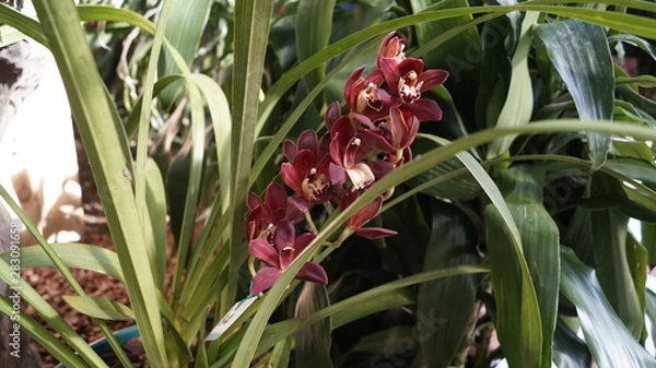 Obraz orquidias