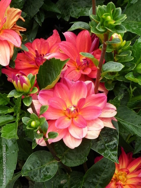 Fototapeta OLYMPUS DIGITAL CAMERA