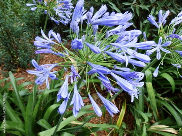 Fototapeta OLYMPUS DIGITAL CAMERA