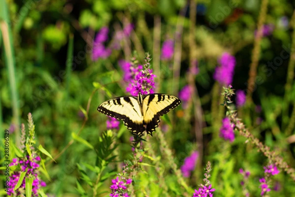 Obraz Eastern Tiger Swallowtail