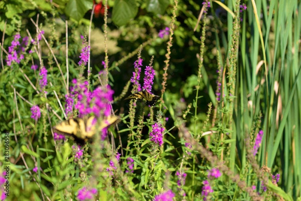 Obraz Eastern Tiger Swallowtail