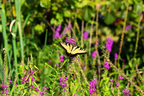 Obraz Eastern Tiger Swallowtail