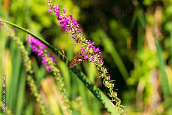 Obraz Skipper butterfly