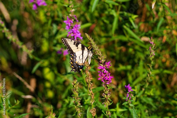 Obraz Eastern Tiger Swallowtail