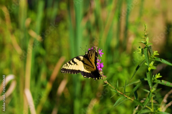 Obraz Eastern Tiger Swallowtail