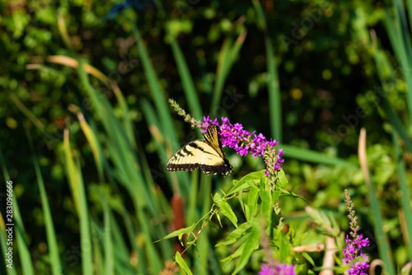 Obraz Eastern Tiger Swallowtail