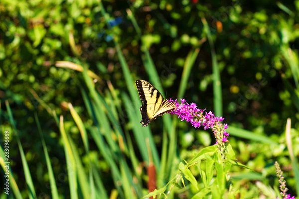 Obraz Eastern Tiger Swallowtail