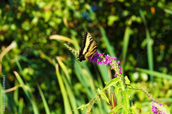 Obraz Eastern Tiger Swallowtail