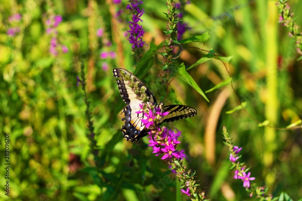 Obraz Eastern Tiger Swallowtail